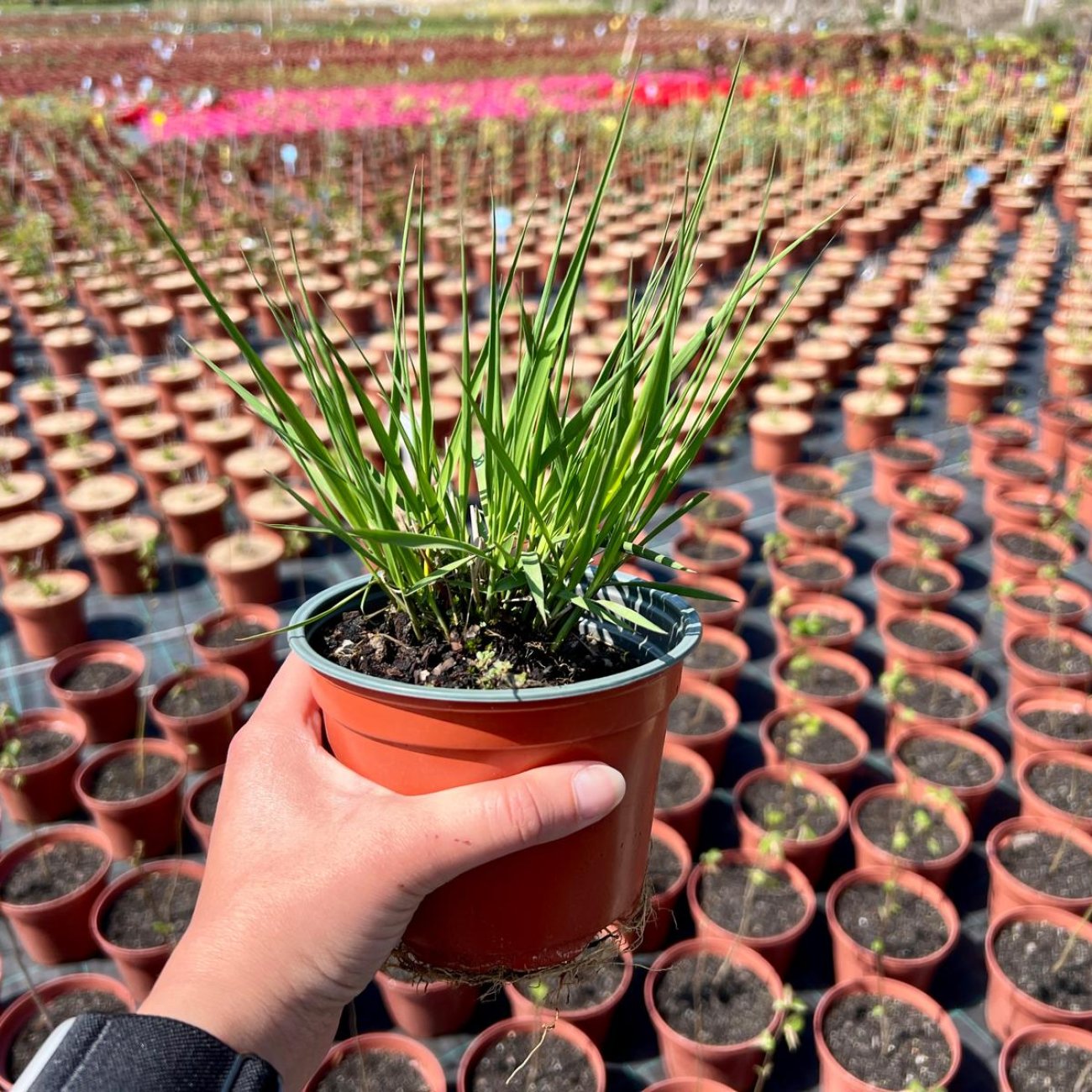 Obrázok Bezkolenec belasý (Molinia caerulea) 'Heidebraut' kont. C1,5L